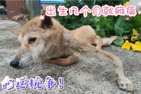 瘫痪小狗向命运抗争，也许真能站立起来视频封面
