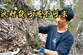 金弹子茎干刚劲挺拔，自然虬曲，色泽如铁，宜于制作树桩盆景！视频封面