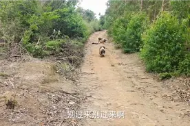 农村大叔去深山遇到这野猪拦路，是谁养的，还能去摘野花吗视频封面