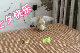 七夕快乐秀恩爱，牡丹鹦鹉的求偶舞蹈视频封面