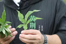 壮乡的神仙草，黄荆，你了解多少？视频封面