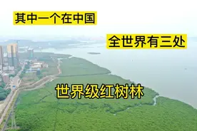 世界级红树林分布在三个国家，广西防城港有6000多亩，呼吸太舒服视频封面