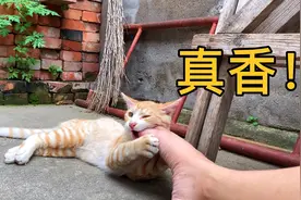 千万不要养橘猫，饿急了连主人都吃！！！视频封面