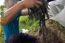 越南小伙发现一个蛇洞，挖开洞穴之后，里面居然有上百条眼镜蛇视频封面