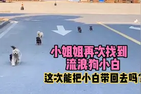 爱心小姐姐再次找到流浪狗小白，她能带小白回去和孩子团聚吗视频封面