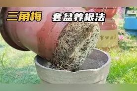三角梅僵苗基本是根系问题，教你一招套盆养根，不用换基质也爆根视频封面