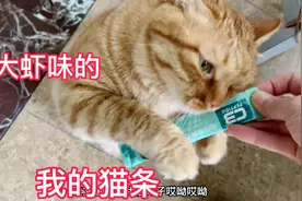 今天给肥猫换换口味吃猫条盖饭，肥猫最喜欢的大虾猫条，可高兴了视频封面