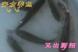 自来水养鱼，只需加两样东西和一个技巧，增氧泵都可以扔厕所了！视频封面