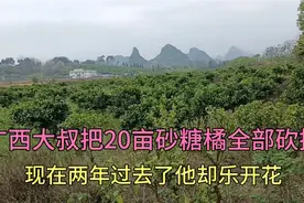 广西大叔把20亩砂糖橘全部砍掉，现在2年过去了他却乐开花视频封面