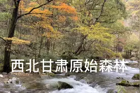 很罕见，在西北甘肃有一处原始森林，真的是太美了视频封面
