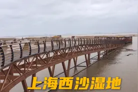 上海唯一具有自然潮汐现象和成片滩涂林地的自然湿地“西沙湿地”视频封面