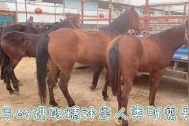 马有乌骓赤兔八骏九逸美誉，现作用越来越小，但没减少人们的喜爱视频封面