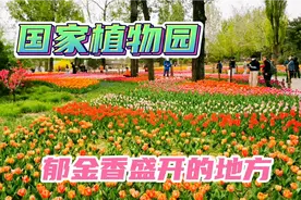 国家植物园郁金香绽放喜迎宾客 美丽首都花开播撒幸福吉祥视频封面