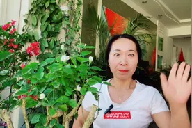夏天茉莉花出现黄叶掉叶现象，该怎么养护？视频封面