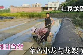 泡谷种主要时间与技术，龙哥用两天两夜浸泡与催芽，终于移入秧田视频封面