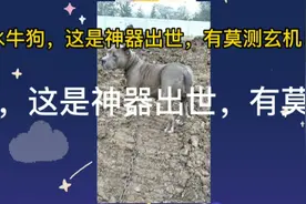 水牛狗，老辈人迷信：什么人或者物件显世，都是有一定的意义！视频封面