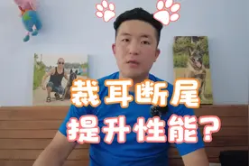 093-裁耳断尾对于犬的性能会有提升吗？视频封面