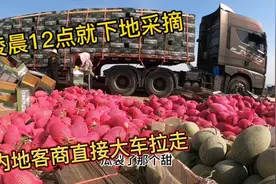 吐鲁番哈密瓜堆满地头，凌晨12点就开始采摘，直接发往全国各地视频封面
