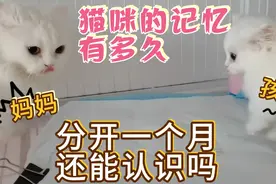 猫妈离开孩子一个月还能认识孩子吗？今天团聚一下，结果会是啥呢视频封面