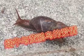 见过那么大的蜗牛吗？它一步一步地往前爬，是要去相亲吗？视频封面