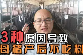 母猪产后不吃料，三种情况三种原因，知道是哪三种原因吗？视频封面
