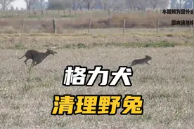 牧场里野兔泛滥，牧场主借来两只格力犬清理野兔，这速度果然快视频封面
