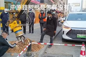 中原路砍伐留下的大树根原来是这样处理的，看着特别有治愈感。视频封面