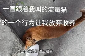 流量猫一直跟着我叫蹭我脚，我想收养可它一个动作让我放弃收养