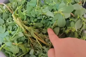 保存马齿苋直接焯水就错了，教你正确方法一次做10斤，放一年不坏视频封面