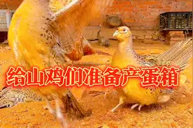 用塑料筐，给山鸡们当产蛋箱。视频封面