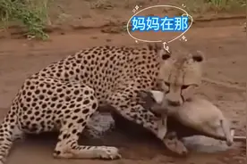 年幼的小羚羊，被猎豹咬住，哭的声音真的让人发麻，太可怜了视频封面