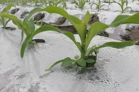 种植玉米教你一招？后期高产棒大不倒伏，赶紧看看视频封面