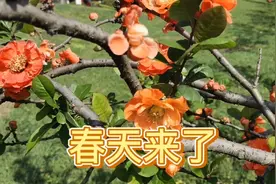 春之舞治愈篇，绿色和花是春天最好的文案，美、快乐、希望与爱！视频封面