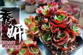 多肉大小叶秀妍的全面养护知识，开开心心看干货，真得很干货满满视频封面