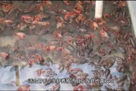 黄豆养小龙虾视频封面