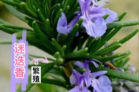 迷迭香，常见的香料植物，如何繁殖？平常生活中怎么利用它视频封面