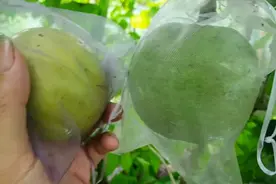 这几年内潜力比较值得种植水果冰淇淋果、种植简单好吃丰产价格高视频封面