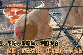 鸡不吃食、没精神、拉绿粪便，教你打针治，成本不到几块钱视频封面