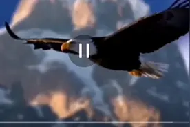 鹰的重生视频封面