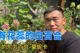 超美的东方百合—莫妮卡！没有花蕊的百合，自己动手赶紧种起来！视频封面