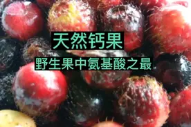 才知也不晚，山里的地稔原来是个宝:天然钙果、氨基酸之最视频封面