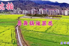 航拍福州连江马鼻镇油菜花，超级的大，超级的美！视频封面
