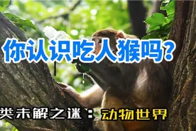 你知道吃人猴吗？视频封面