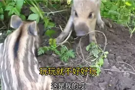 猪大宝和猪二宝！玩玩就不好好玩了！像不像小时候的你！