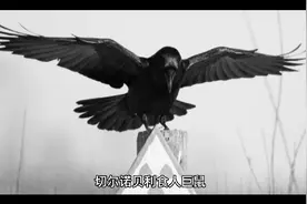 你知道吗，世界上真的存在食人鼠呀！视频封面