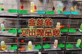 给鸟友们挑选出一批精品金丝雀，哪一个是你喜欢的样子？视频封面