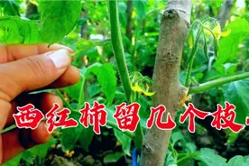 番茄如何正确整枝打叉？一棵西红柿留几个枝条，压满枝果大还高产视频封面