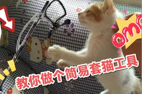 DIY做个简易实用套猫工具/救猫工具/抓猫工具#捉猫工具视频封面