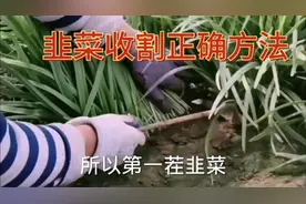 “头茬深二茬浅三茬四茬留一点”一句农谚告诉你韭菜正确收割方法视频封面