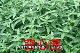 一分钟中药材，穿心莲，抗肿瘤，利胆保肝，清热解毒，消肿，凉血视频封面
